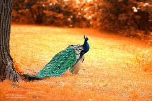 华伦西亚遇强则强，不断进步——足球王国的不朽传奇